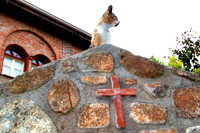 Christian Cat,    Meteora, Greece