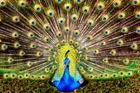 Proud Peacock, Maui