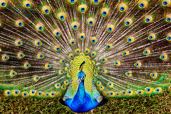 Proud Peacock, Maui