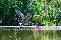 Northshore Skokie lagoons, kayaking 6-9-2017