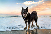 Portraits: pets & animals