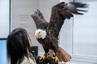 Brushwood Center-Raptors- 6-04-3029