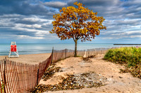 Trees-LOW RES jpegs 9-9-2019